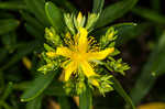 Bushy St. Johnswort